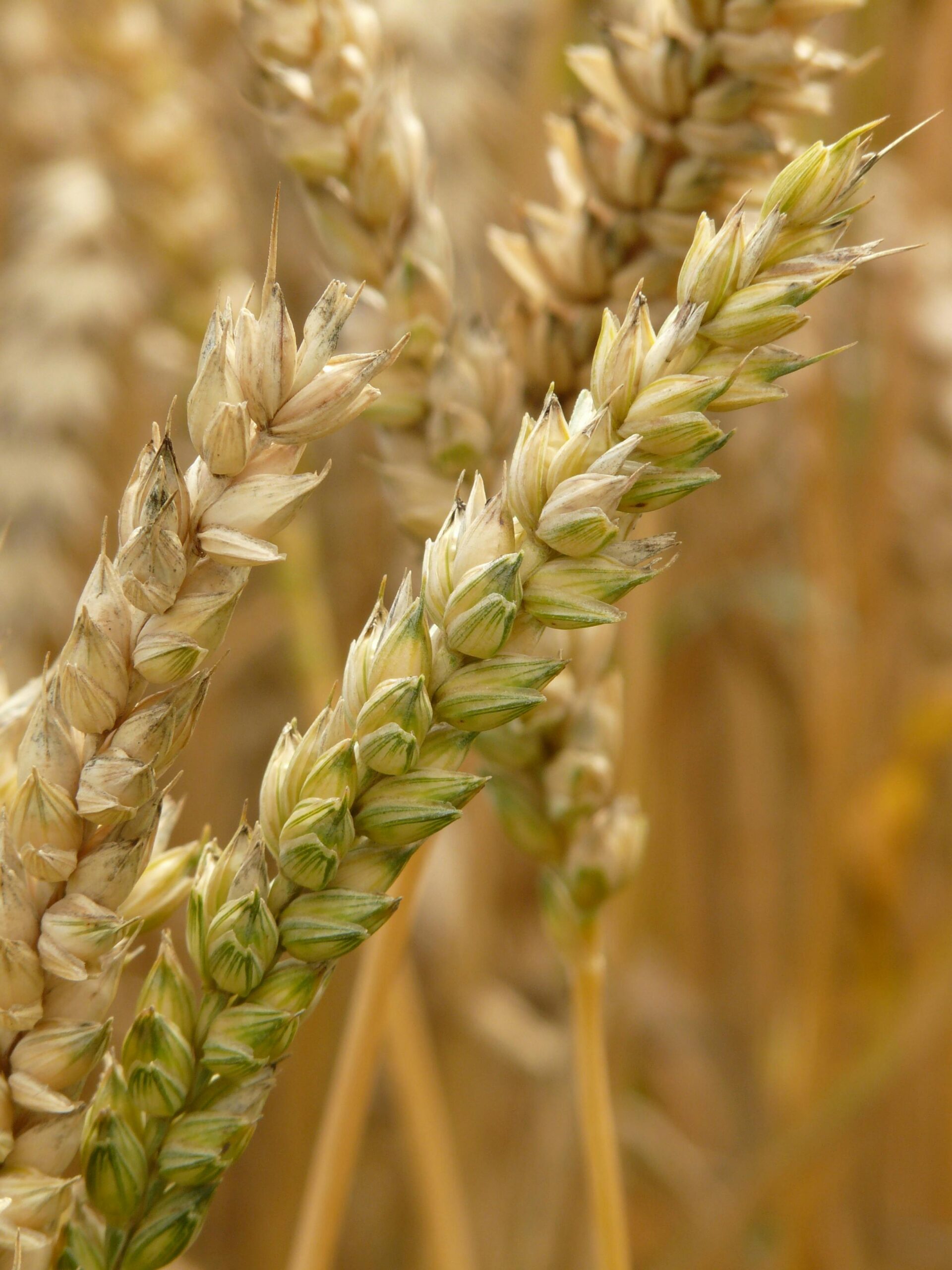 Detailed view of wheat stalks in a field, highlighting natural textures.
